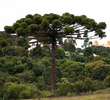 desentupidora araucaria Boa Vista